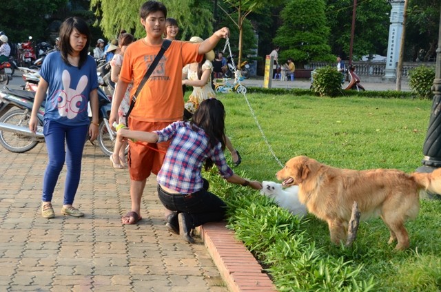 Xu hướng nuôi chó ngoại đang được các bạn trẻ hưởng ứng. Những chú chó cũng chính là những người bạn thân thiết, gắn bó với chủ nhân của nó.